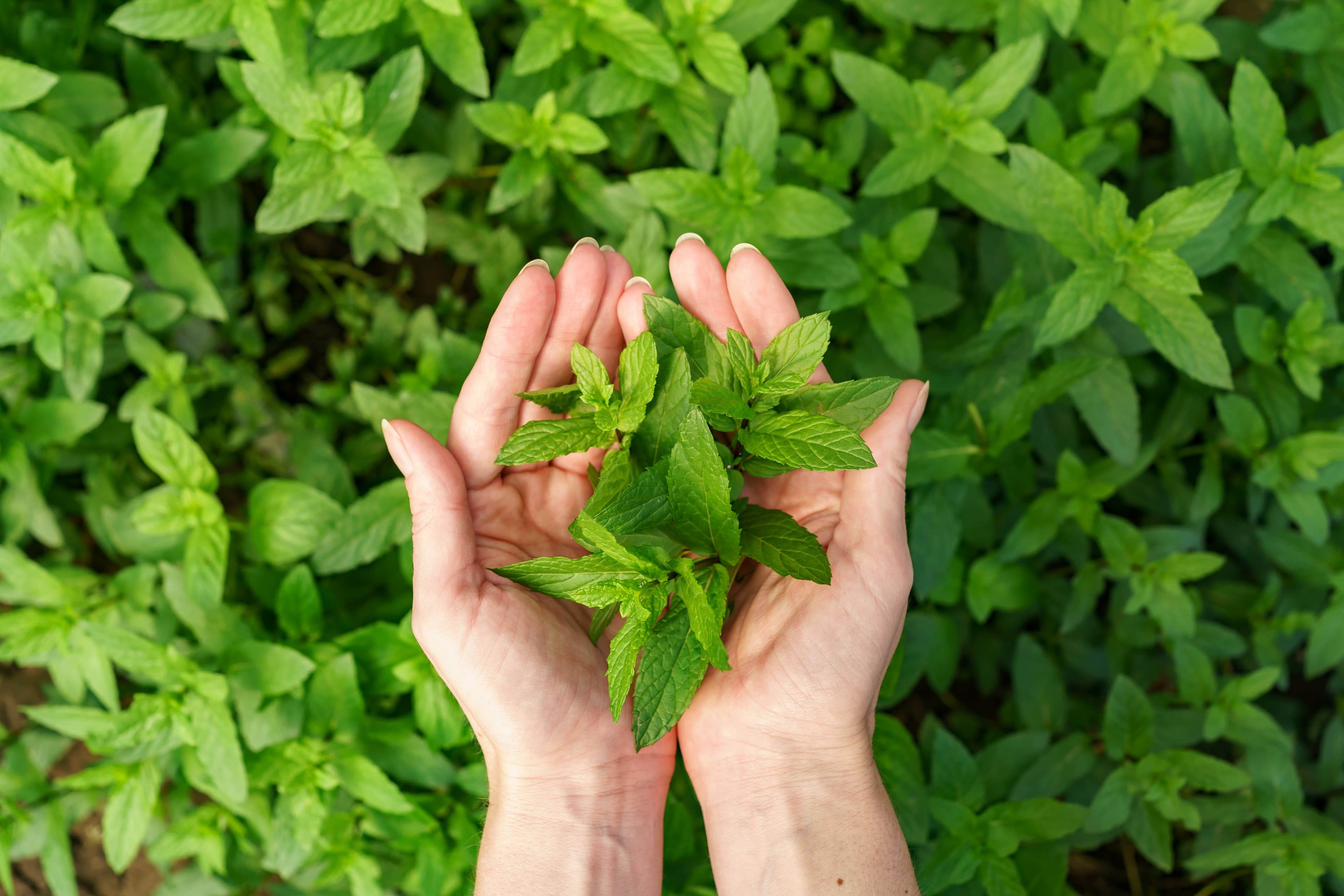 Fresh Mint and Herbs